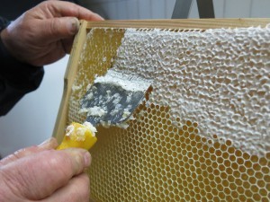 honey-957277_1280.jpg